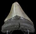 Bargain, Megalodon Tooth - North Carolina #66448-2